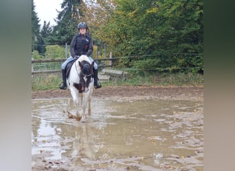 Lewitzer, Wallach, 5 Jahre, 14 hh, Schecke