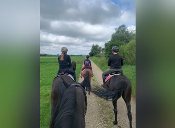 Lewitzer Mix, Gelding, 7 years, 13,2 hh, Brown