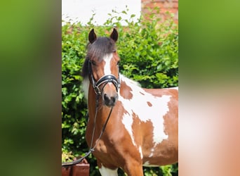 Lewitzer, Gelding, 7 years, 13.3 hh, Pinto