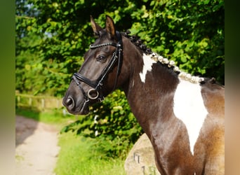 Lewitzer, Gelding, 7 years, 13,2 hh