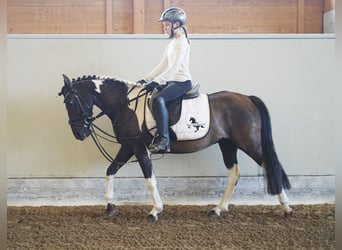 Lewitzer, Gelding, 7 years, 13,2 hh