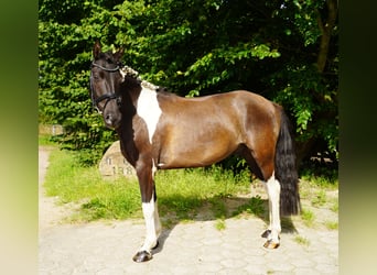 Lewitzer, Gelding, 7 years, 13,2 hh