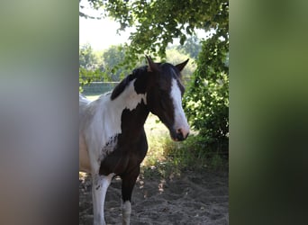 Lewitzer, Gelding, 7 years, 14,1 hh, Pinto