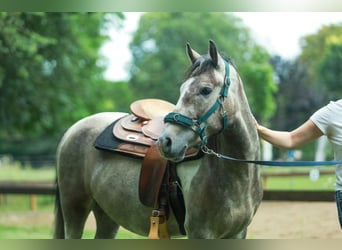 Lewitzer, Gelding, 8 years, 14,3 hh, Pinto