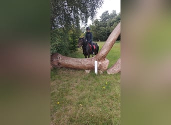 Lewitzer Mix, Giumenta, 13 Anni, 130 cm, Pezzato