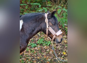 Lewitzer Mix, Giumenta, 13 Anni, 130 cm, Pezzato