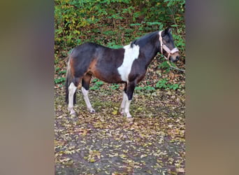 Lewitzer Mix, Giumenta, 13 Anni, 130 cm, Pezzato