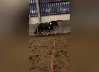 Lewitzer Mix, Giumenta, 13 Anni, 130 cm, Pezzato