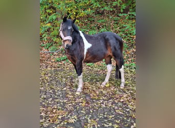 Lewitzer Mix, Giumenta, 13 Anni, 130 cm, Pezzato