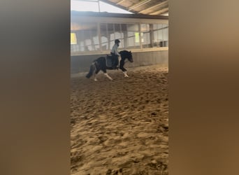 Lewitzer Mix, Giumenta, 13 Anni, 130 cm, Pezzato