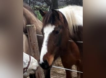 Lewitzer, Giumenta, 15 Anni, 145 cm, Tobiano-tutti i colori