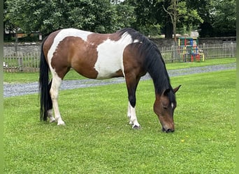 Lewitzer, Giumenta, 16 Anni, 150 cm, Pezzato