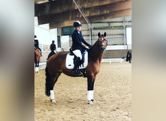 Lewitzer, Giumenta, 21 Anni, 146 cm, Baio