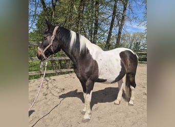 Lewitzer Mix, Giumenta, 21 Anni, 150 cm, Pezzato