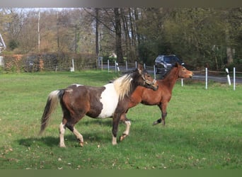 Lewitzer, Giumenta, 2 Anni, 141 cm, Tobiano-tutti i colori