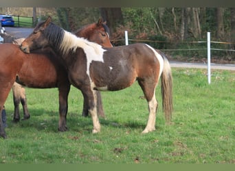 Lewitzer, Giumenta, 2 Anni, 141 cm, Tobiano-tutti i colori