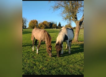 Lewitzer, Giumenta, 2 Anni, 148 cm, Falbo