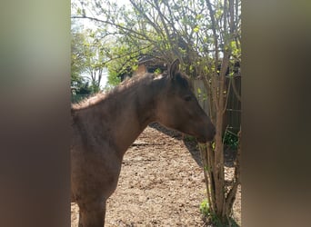 Lewitzer, Giumenta, 2 Anni, 148 cm, Falbo