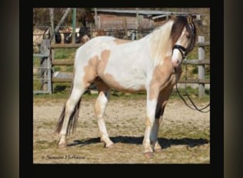 Lewitzer, Giumenta, 2 Anni, 148 cm, Falbo