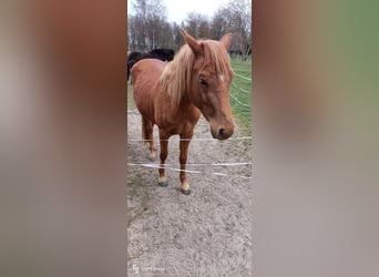 Lewitzer, Giumenta, 3 Anni, 138 cm, Sauro