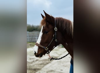 Lewitzer, Giumenta, 3 Anni, 147 cm, Pezzato