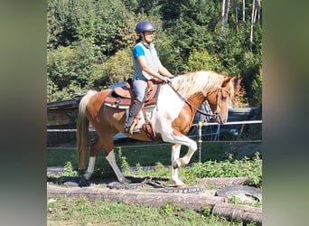 Lewitzer, Giumenta, 5 Anni, 148 cm, Pezzato