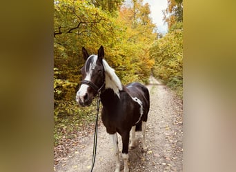 Lewitzer, Giumenta, 6 Anni, 150 cm, Pezzato