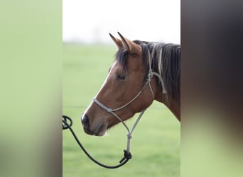 Lewitzer Mix, Giumenta, 7 Anni, 145 cm, Pezzato