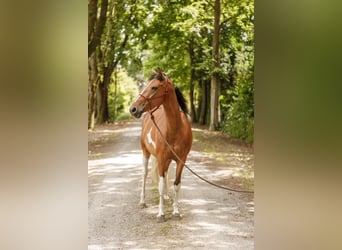 Lewitzer, Giumenta, 7 Anni, 145 cm, Pezzato