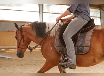 Lewitzer, Giumenta, 7 Anni, 145 cm, Pezzato