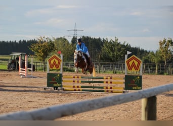 Lewitzer, Giumenta, 8 Anni, 137 cm, Pezzato