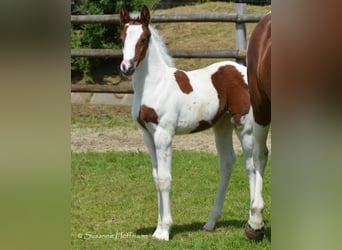 Lewitzer, Giumenta, Puledri
 (04/2023), 148 cm, Tobiano-tutti i colori