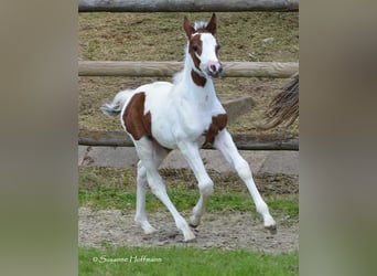 Lewitzer, Giumenta, Puledri
 (04/2023), 148 cm, Tobiano-tutti i colori