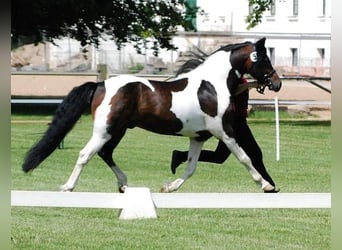 Lewitzer, Hengst, 17 Jaar, 141 cm, Gevlekt-paard