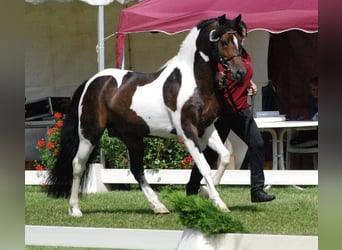Lewitzer, Hengst, 17 Jaar, 141 cm, Gevlekt-paard