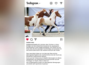 Lewitzer, Hengst, 17 Jaar, 141 cm, Gevlekt-paard