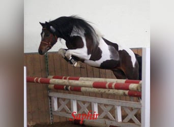 Lewitzer, Hengst, 17 Jahre, 141 cm, Schecke