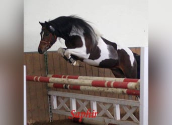 Lewitzer, Hengst, 18 Jaar, 141 cm, Gevlekt-paard