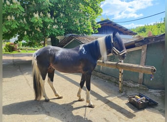 Lewitzer, Hengst, 19 Jahre, 150 cm, Schecke