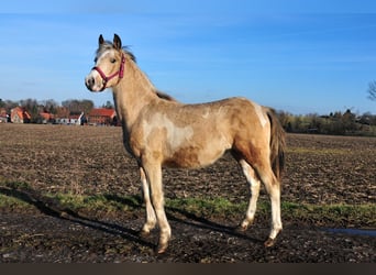 Lewitzer, Hengst, 1 Jaar, 132 cm, Gevlekt-paard