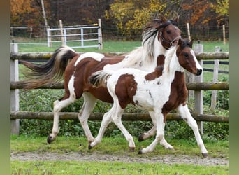 Lewitzer, Hengst, 1 Jaar, 148 cm, Tobiano-alle-kleuren