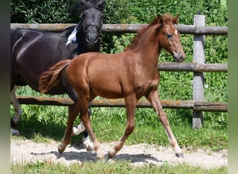 Lewitzer, Hengst, 1 Jaar, 148 cm, Vos