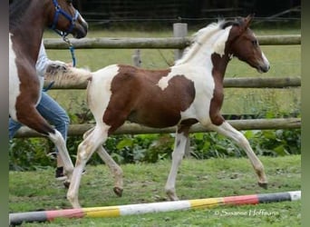 Lewitzer, Hengst, 1 Jaar, 155 cm, Gevlekt-paard