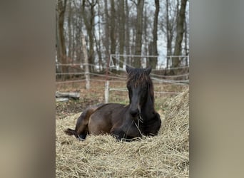 Lewitzer, Hengst, 1 Jahr, 145 cm, Dunkelbrauner