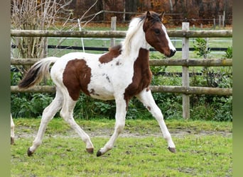 Lewitzer, Hengst, 1 Jahr, 148 cm, Tobiano-alle-Farben