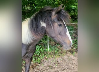 Lewitzer, Hengst, 1 Jahr, Schecke
