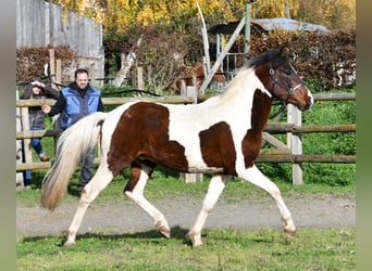 Lewitzer, Hengst, 2 Jaar, 147 cm, Tobiano-alle-kleuren