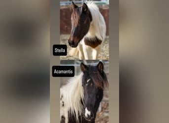 Lewitzer, Hengst, 2 Jaar, Gevlekt-paard