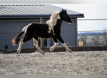 Lewitzer, Hengst, 2 Jaar, Gevlekt-paard