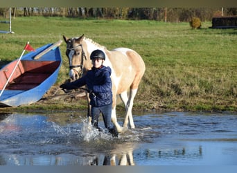 Lewitzer, Hengst, 2 Jaar, Gevlekt-paard